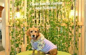 Expopet 2026 cerró en Bogotá con 36 toneladas de ayuda y 150 animales adoptados