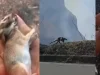 ¿Qué pasa con los animales cuando se quema un bosque? Expertas explican los impactos de las llamas y cómo actuar para proteger la fauna