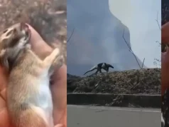 ¿Qué pasa con los animales cuando se quema un bosque? Expertas explican los impactos de las llamas y cómo actuar para proteger la fauna