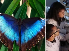 Científicos recrearon altas temperaturas para estudiar a la mariposa Morpho y descubrieron algo inesperado en sus famosas alas azules