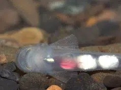Descubren dos nuevas especies de peces únicas del Alto Cauca, una de ellas un extraño bagre ‘come escamas’