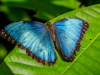 Altas temperaturas ponen en riesgo a colorida mariposa tropical