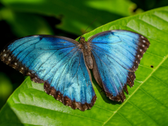Altas temperaturas ponen en riesgo a colorida mariposa tropical