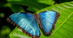 Altas temperaturas ponen en riesgo a colorida mariposa tropical