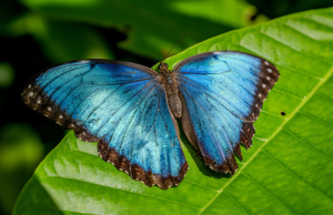 Altas temperaturas ponen en riesgo a colorida mariposa tropical