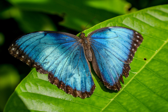 Altas temperaturas ponen en riesgo a colorida mariposa tropical