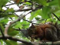 Paso de fauna por obras del intercambio Linares – El Tesoro