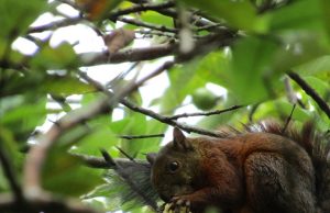 Paso de fauna por obras del intercambio Linares – El Tesoro
