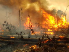 ¿Cómo provenir y actuar frente a incendios forestales?