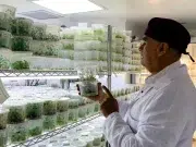 Hallazgo científico podría explicar la “secadera” en las hortensias