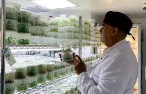 Hallazgo científico podría explicar la “secadera” en las hortensias