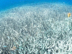 El calor de los océanos alcanzó un máximo histórico en julio