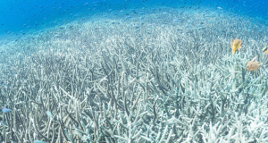 El calor de los océanos alcanzó un máximo histórico en julio