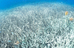 El calor de los océanos alcanzó un máximo histórico en julio