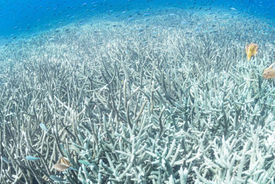 El calor de los océanos alcanzó un máximo histórico en julio