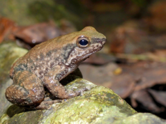 En el Huila registran tres nuevas especies de ranas