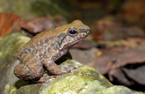 En el Huila registran tres nuevas especies de ranas