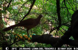 Fauna de El Poblado captada por cámara trampa, en Linares