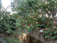 Denuncian presencia de basuras en La Poblada, en el barrio Manila