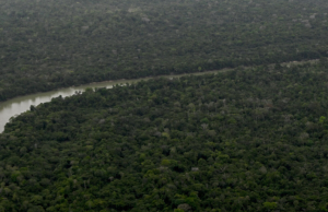Un puñado de especies impulsa la recuperación de la Amazonía
