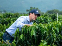 Exportación de café colombiano continúa sin novedad: FedeCafeteros
