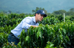 Exportación de café colombiano continúa sin novedad: FedeCafeteros
