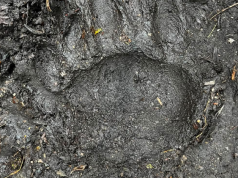 Monitorean presencia de oso andino en zona ganadera de Machetá