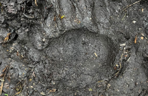 Monitorean presencia de oso andino en zona ganadera de Machetá