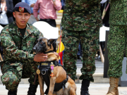 Proyecto en el Senado busca otorgar derecho al voto a la Fuerza Pública