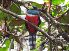 Cerca de 245 especies han sido registradas por Cuenca Verde