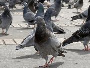 ¿Es recomendable alimentar las palomas de plazas públicas de Bogotá?