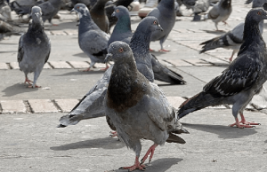 ¿Es recomendable alimentar las palomas de plazas públicas de Bogotá?