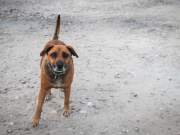 Avanza proyecto que crea ruta de atención para animales atropellados