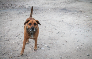 Avanza proyecto que crea ruta de atención para animales atropellados