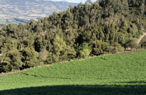 Otorgan licencia ambiental a proyecto Subestación Chivor II y Norte