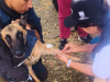 Culminó búsqueda de animales en puntos críticos de Cali tras sismo