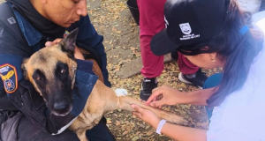 Culminó búsqueda de animales en puntos críticos de Cali tras sismo