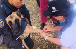 Culminó búsqueda de animales en puntos críticos de Cali tras sismo