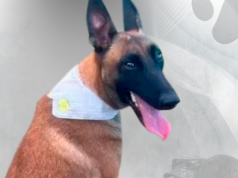 Ataque con drones en Chocó deja tres soldados heridos y un canino muerto