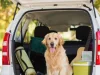 Los riesgos que enfrentan los perros durante el transporte a guarderías