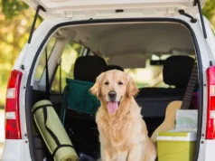 Los riesgos que enfrentan los perros durante el transporte a guarderías