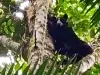 Encuentro inesperado: guardaparques registran a una osa andina y su cría en el Parque Nacional Natural Cueva de los Guácharos