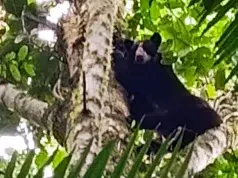 Encuentro inesperado: guardaparques registran a una osa andina y su cría en el Parque Nacional Natural Cueva de los Guácharos